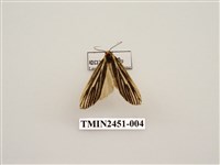 藏品(流線黑苔蛾)的圖片